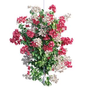 Bougainvillea Plant Set 40