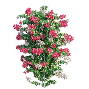 Bougainvillea Plant Set 38