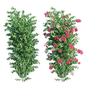 Bougainvillea Plant Set 42