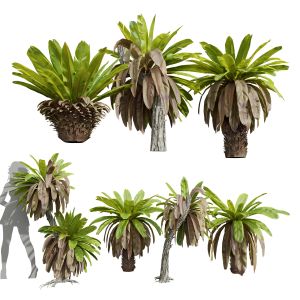 Neottopteris Nidus Bush Decorative Small001