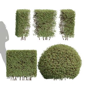 Pyrrosia Lingua Hedge Sphere Box Hedge