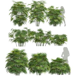 Rhapis Excelsa Bush Small001