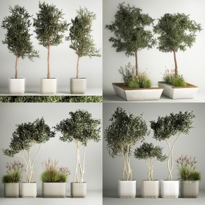 Set of trees and bushes in flowerpots