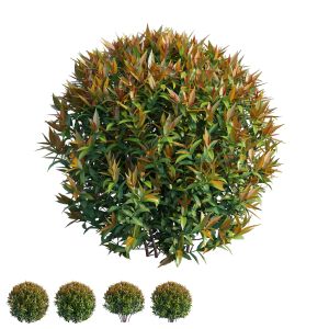 Syzygium Campanulatum Plant Set 03