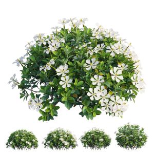 Gardenia Angustifolia Merr 10