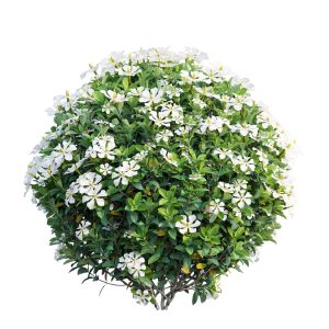 Gardenia angustifolia Merr plant set 13