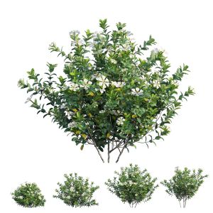 Gardenia Angustifolia Merr Plant Set 14