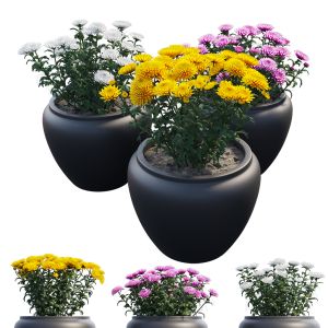 Chrysanthemum Flower Plant Set 10