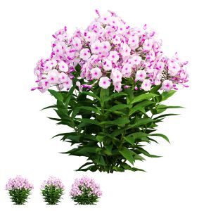 Phlox Paniculata  Frame White Eye 02