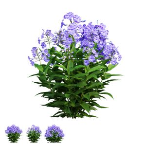 Phlox Paniculata Blue 02