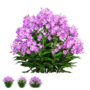 Phlox Paniculata Candy Twist 02