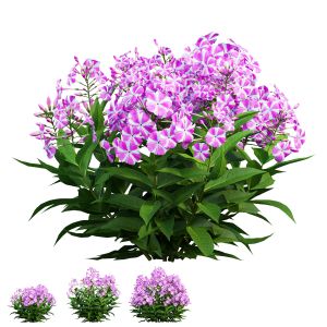 Phlox Paniculata Candy Twist 03