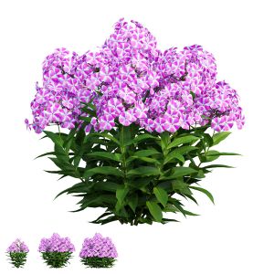 Phlox Paniculata Candy Twist 04