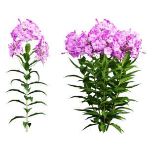 Phlox Paniculata Larissa Set 02