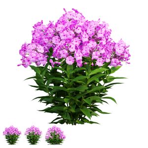 Phlox Paniculata Larissa Set 03