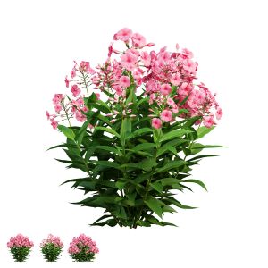 Phlox Paniculata Red 02