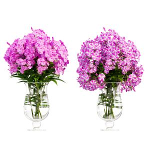 Phlox Flowers In A Vase