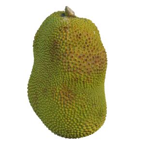 Jackfruit 03