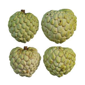 Annona Squamosa 04