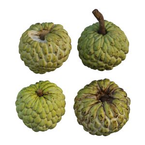 Annona Squamosa 05