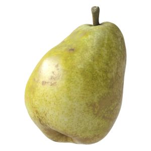 Kieffer Pear