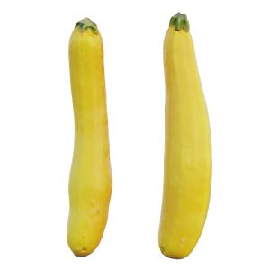 Zucchini