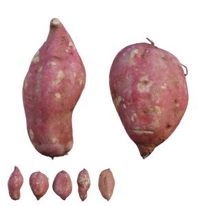 Sweet Potato