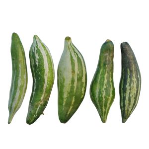 Snake Gourd 03