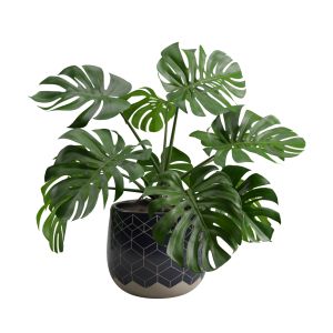 Ceramic Pot Plant Monstera Deliciosa