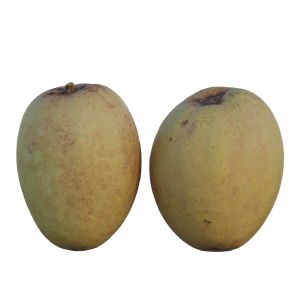 Sapodilla 02