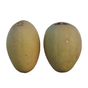 Sapodilla 03