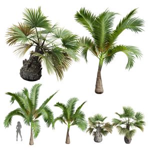 Areca Catechu Borassus Flabellifer Decorative001