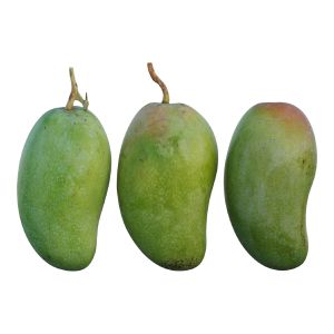 Mango 03