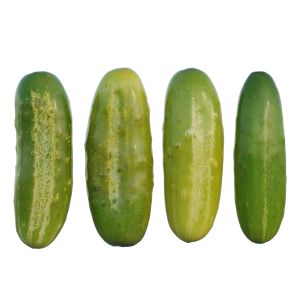 Cucumber 01