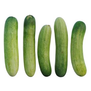 Cucumber 07