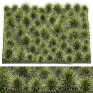 Decorative Bushes Feather Grass Landscap Design