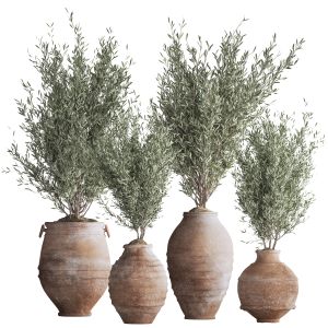 Olive Tree In Antique Pottery And Indoor Plant Set