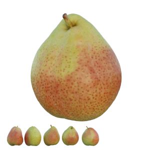 Cheeky Pear 02