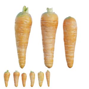 Carrot