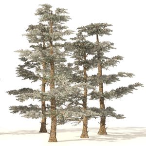 Winter Abies Concolor Trees