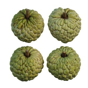 Annona Squamosa 03