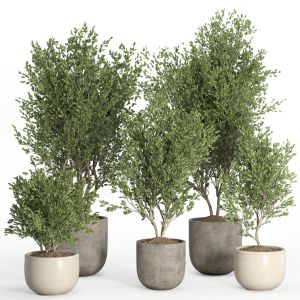 Indoor Plant Set 40