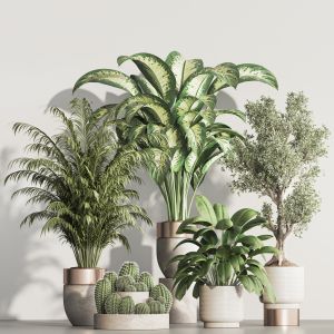 Indoor Plant Set 88