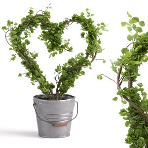 Ivy Heart Shape Plant