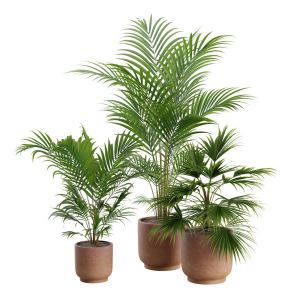 Indoor Plants Pack 34