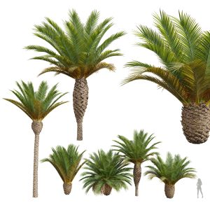 5tree Phoenix Canariensis Decorative Garden001