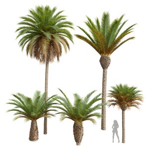 Phoenix Canariensis Phoenix Canariensis Decorative