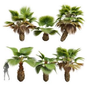 Pritchardia Pacifica Small Garden Decorative Tree