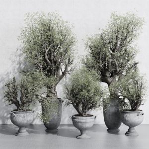 Olive Tree In An Old Classical Vase Outdoor Plant