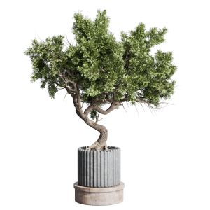 Bonsai Tree Indoor Plant 330 Vase Dirty Concrete